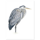 Blauwe reiger