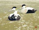 Twee eiders - Catch Utrecht