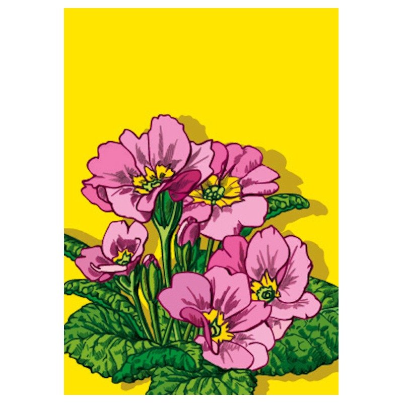 Primula Roze - Catch Utrecht